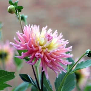 Flower Plants & Flower Plugs