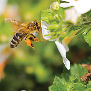 Flower Seeds for Bees