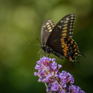 Flower Seeds for Wildlife & Pollinators