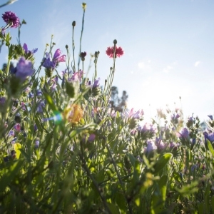 Flower Seeds