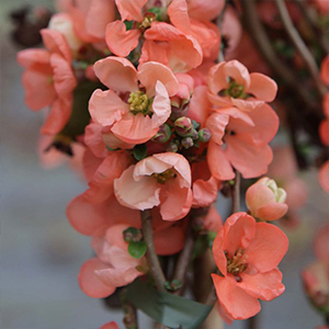 Flowering Shrubs