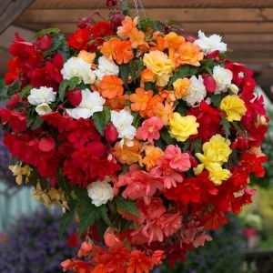 Flowers for Hanging Baskets