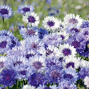 Flowers to Sow in April