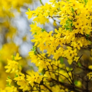 Forsythia Plants