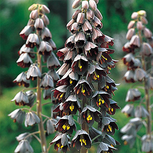 Fritillaria Bulbs