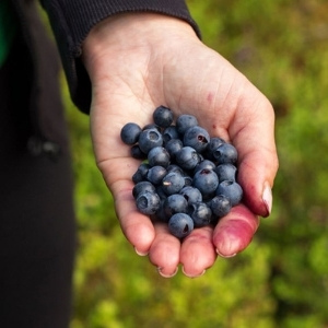 Fruit Seeds