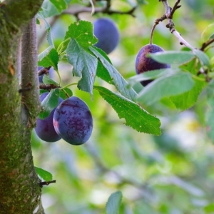 Fruit Trees