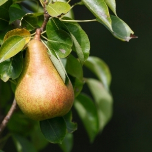 Pear Trees