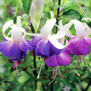 Fuchsia Plants