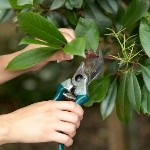 Garden Tools