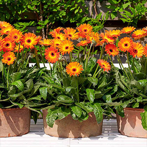 Gazania Plants