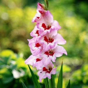 Gladioli Corms