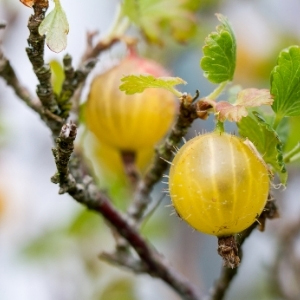 Gooseberry Plants