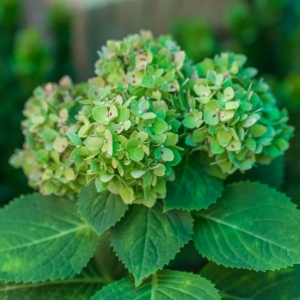 Green Flowers