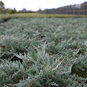 Ground Cover Shrubs