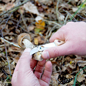 Garden Hand Tools