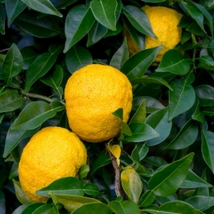 Hardy Citrus Plants