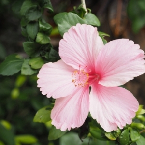 Hibiscus Plants