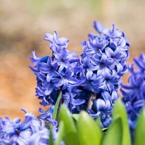 Hyacinth Bulbs