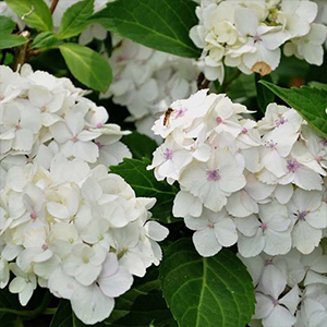 Hydrangea Plants