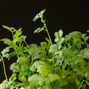 July Veg Planting