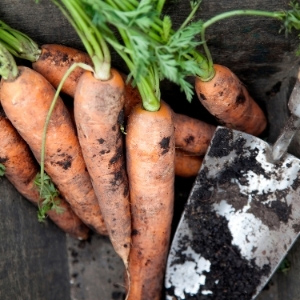 June Veg Planting