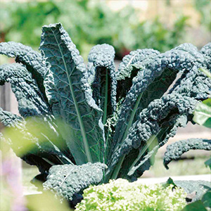 Kale Seeds