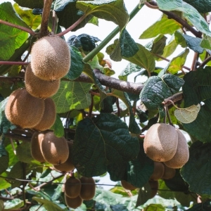 Kiwi Plants