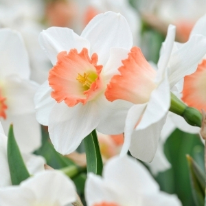 Large Cup Daffodils