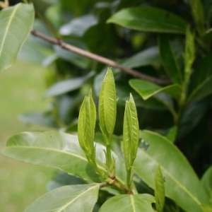 Laurel Hedging