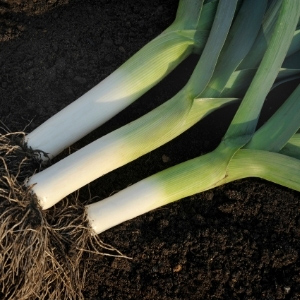 Leek Plants