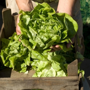 Lettuce Plants