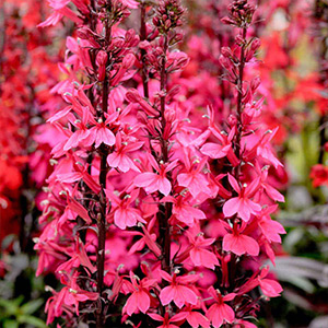 Lobelia Plants