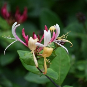 Lonicera Plants