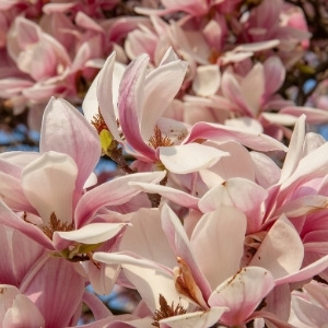 Magnolia Plant