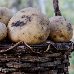 Maincrop Seed Potatoes