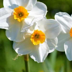 Miniature Daffodils