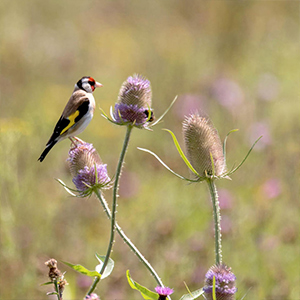 Native British Wildflower Seeds