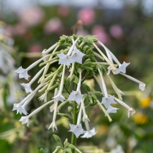 Nicotiana Plants