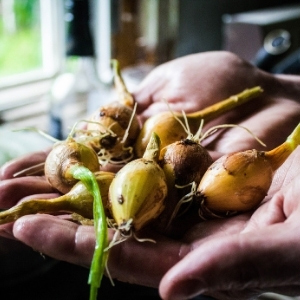 View All Onions & Shallots