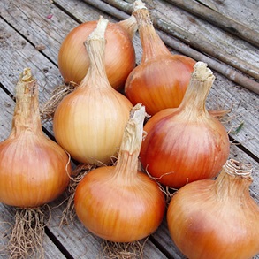 Onion Seeds