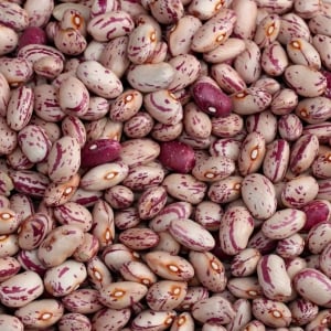 Organic Bean Seeds