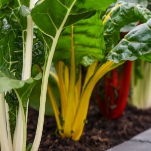 Organic Beetroot & Chard Seeds