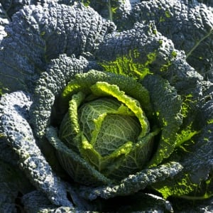 Organic Brassicas & Greens Seeds