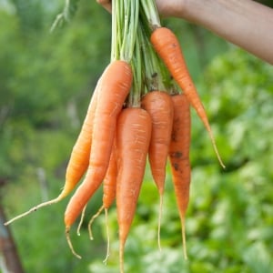 Organic Carrot & Root Veg Seeds