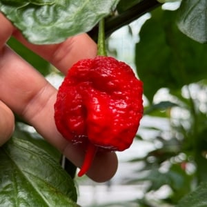 Organic Chilli & Pepper Seeds