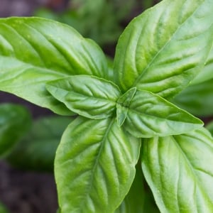 Organic Herb Seeds