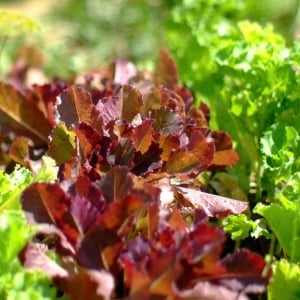 Organic Lettuce & Leafy Greens Seeds
