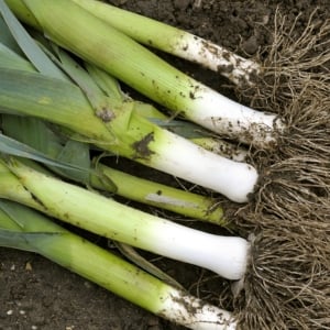 Organic Onion & Leek Seeds