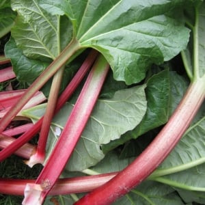 Organic Rhubarb Seeds